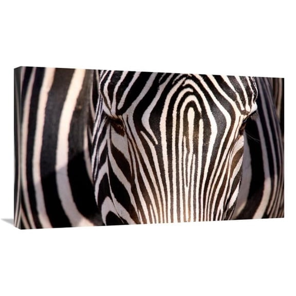 36 in. Zebra Head Art Print - Vic Schendel