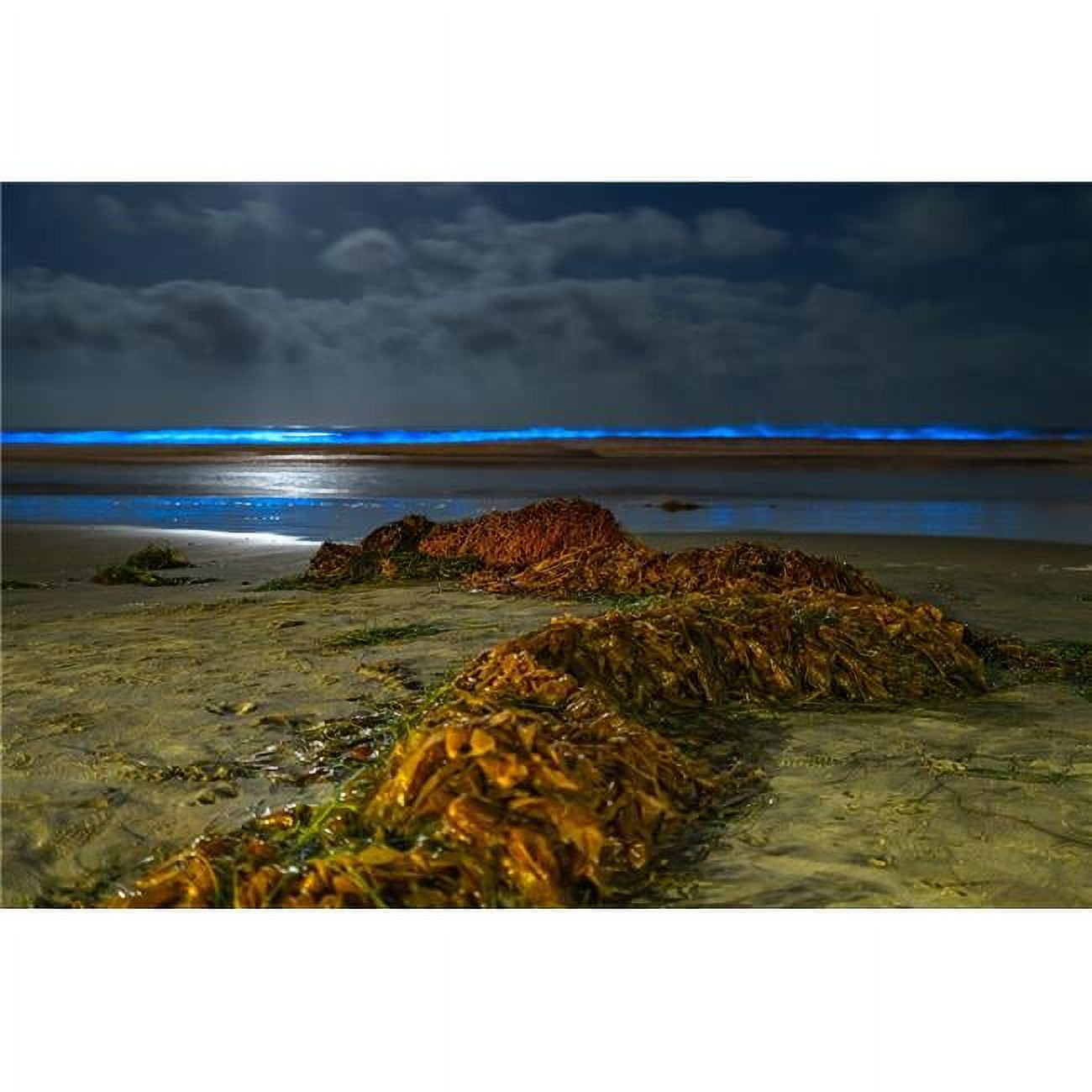 36 x 24 in. La Jolla Beach Bioluminescence Fine Print Wall Art