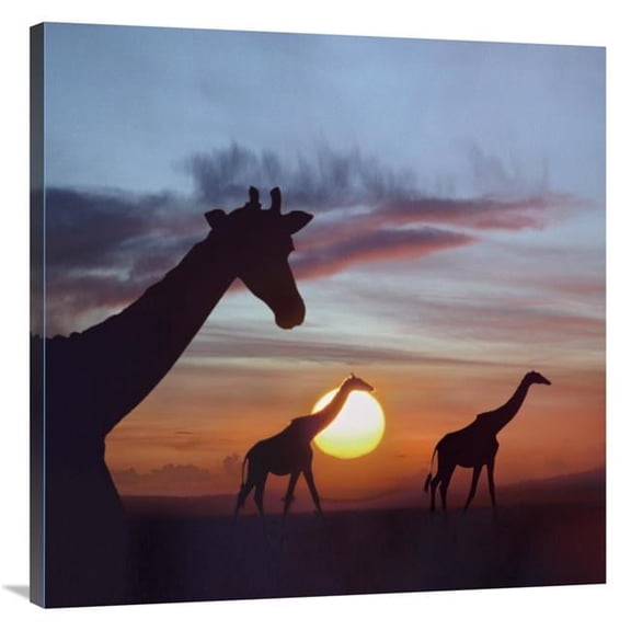 36 x 36 in. Giraffe Trio at Sunrise, Masai Mara, Kenya, Composite Image Art Print - Tim Fitzharris