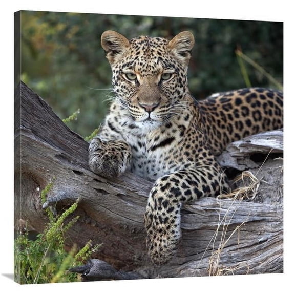 36 x 36 in. Leopard Resting, Botswana Art Print - Sergey Gorshkov