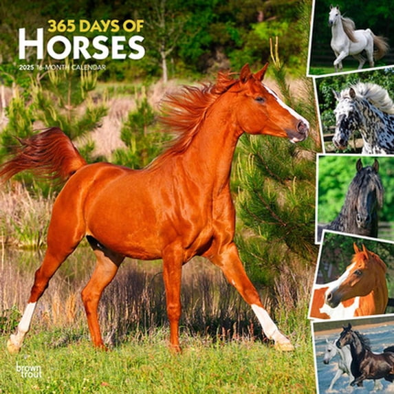 365 Days of Horses 2025 12 X 24 Inch Monthly Square Wall Cal