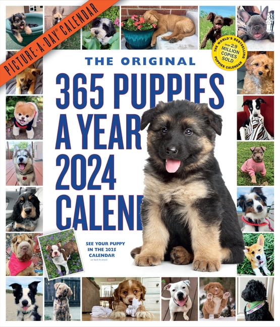 365 Puppies-A-Year Picture-A-Day Wall Calendar 2024: Absolutely Spilling Over with Puppies, (Paperback)
