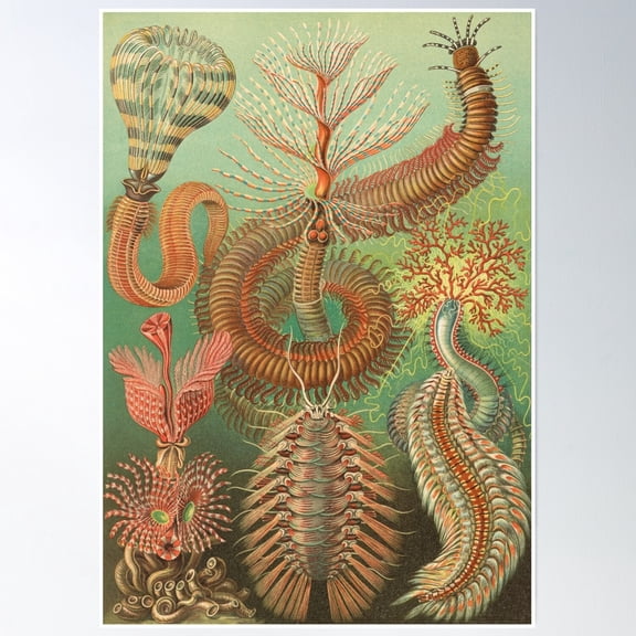 369 Prints Ernst Haeckel Spined Worms Illustration, 1904- No Framed, Vintage Wall Art, Trendy Retro Print, Room Decor, Wall Art UNFRAMED, 8x12