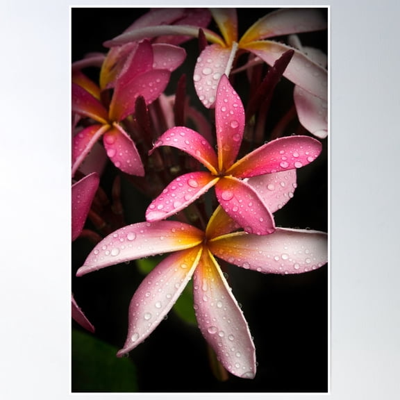 369 Prints Scent Of Summer Rain- No Framed, Vintage Wall Art, Trendy Retro Print, Room Decor, Wall Art UNFRAMED, 12x18