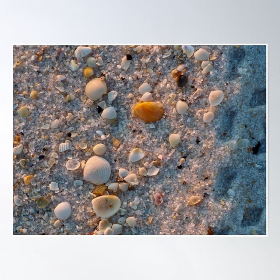 369 Prints Sugar Sand And Sea Shells In Pensacola- No Framed, Vintage Wall Art, Trendy Retro Print, Room Decor, Wall Art UNFRAMED, 8x12
