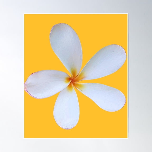 369 Prints White Plumeria Flowers Design- No Framed, Vintage Wall Art, Trendy Retro Print, Room Decor, Wall Art UNFRAMED, 24x36