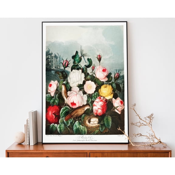 369 Prints roses From The Temple Of Flora Art Print, Robert John Thornton Illustration, Flower, Botanical Wall Art UNFRAMED, 8x12