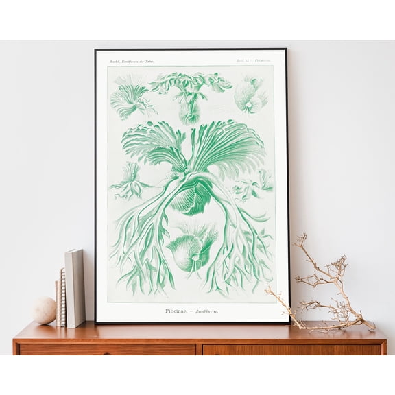 369 Prints vintage Ernst Haeckel Art Print, Botanical Poster, Fern Drawing, Scientific Chart, Plant Diagram UNFRAMED, 16x24