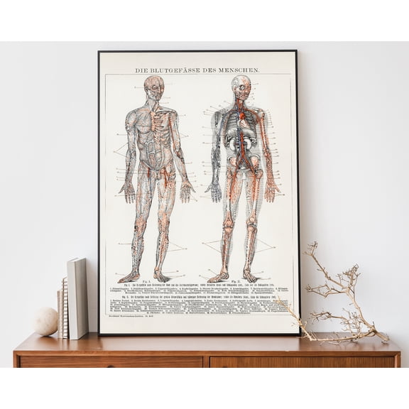 369 Prints vintage Human Anatomy Print, Medical Wall Art, Cardiovascular Chart, Antique Lithograph UNFRAMED, 8x12