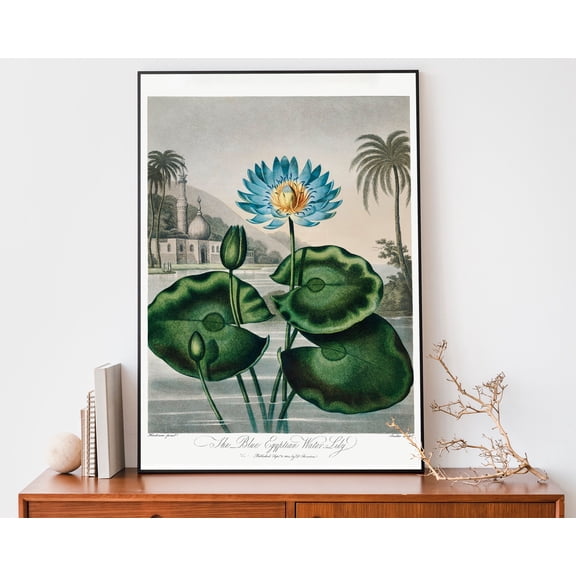 369 Prints water-Lily Print By Robert John Thornton, Antique Flower Illustration, Retro Flower Poster UNFRAMED, 12x18