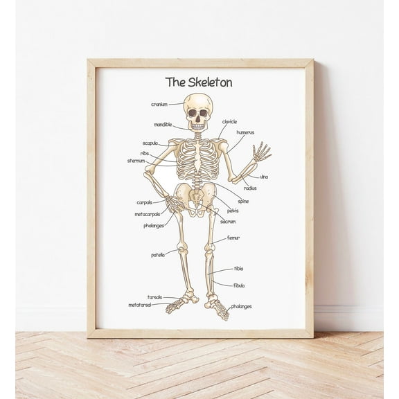 369 Prints human Skeleton Poster For Kids Human Bones Prints Montessori Toddler Educational Posters Homeschool Classroom Decor UNFRAMED, 24x36