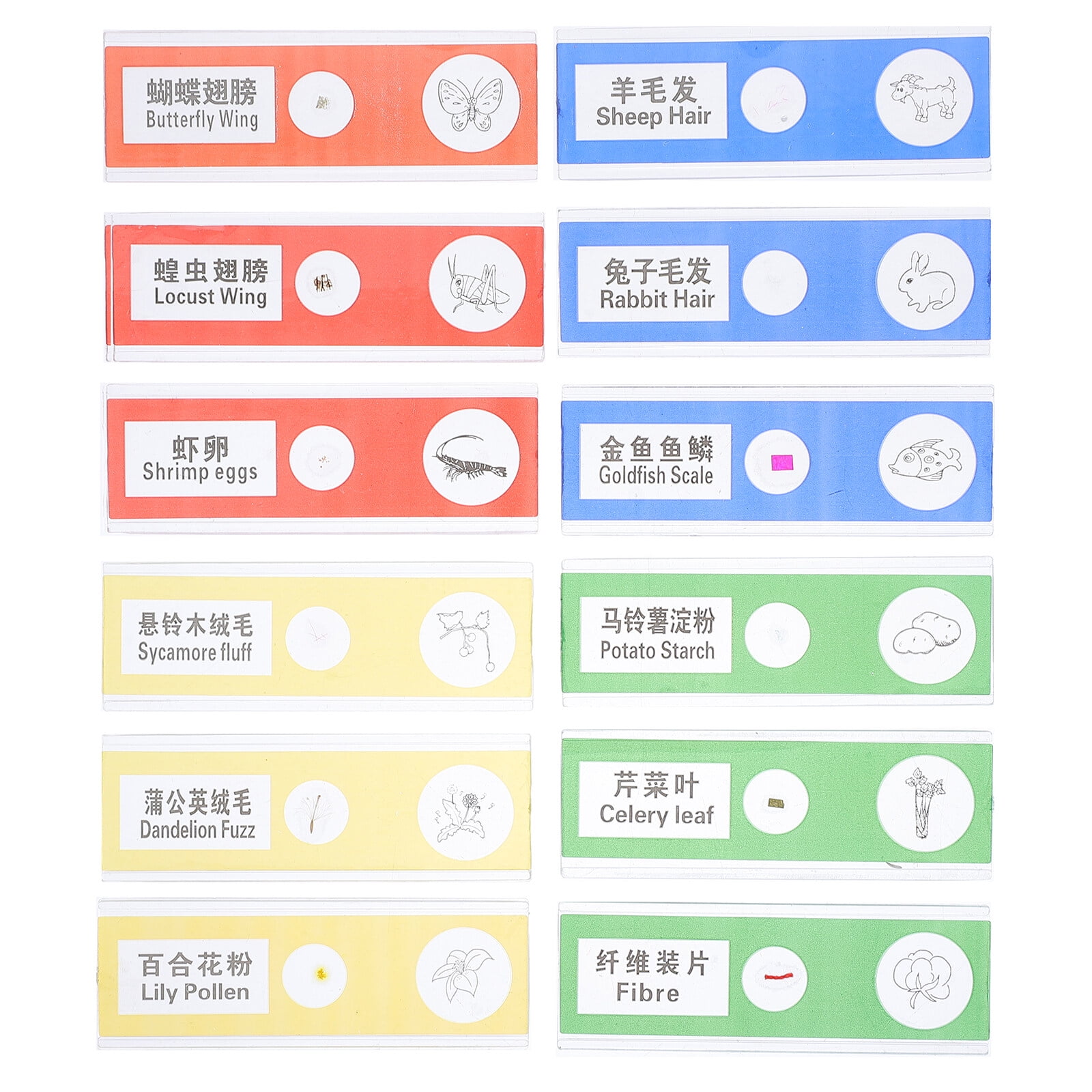 36pcs Plastic Prepared Microscope Slides Insects Plants Sample