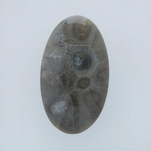 36x21mm Petoskey Stone Fossil
