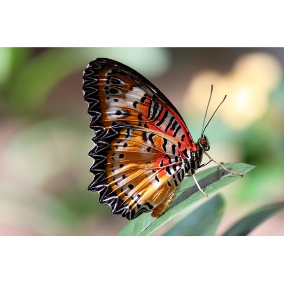 36x24in Butterfly Wings Insect Eye Plant Leaf Colorful 【Rolled Canvas】