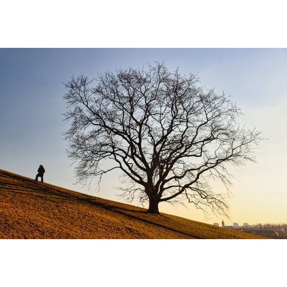 36x24in Tree Hill Nature Skyes Landscape 【Photo Paper】