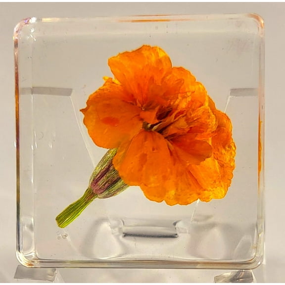38mm Real French Marigold Flower in Crystal Clear Lucite Resin Specimen Botanist Herb Herbarium Tagetes Patula Collection for Botany Science Education & Desk Ornament Display Small Paperweight