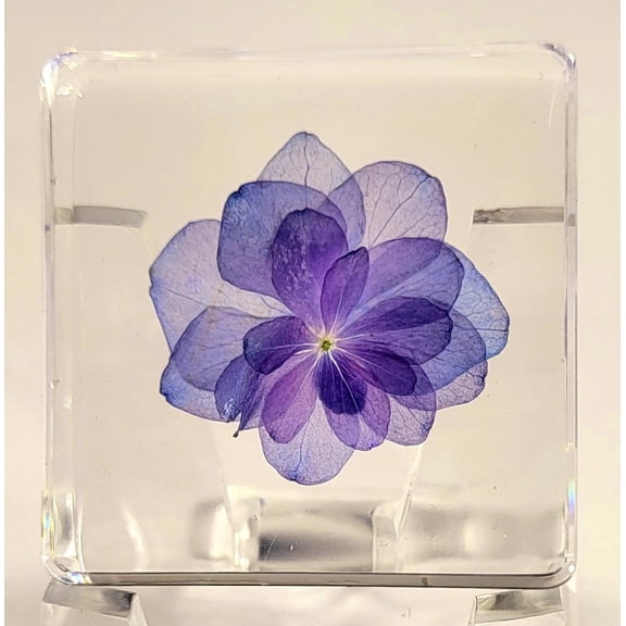 38mm Real "Nikko Blue" Hortensia Flower in Crystal Clear Lucite Resin Specimen Sky Blue Hydrangeas Botanist Herb Herbarium Collection for Botany Science Education & Desk Ornament Display Paperweight