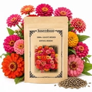 3900+ California Giant Zinnia Seeds for Planting, 1 Oz Bulk Pack, Mixed Color Zinnia Flower Seeds, Giant Zinnia Seeds for Outdoor Gardens, Cut Flowers, Borders & Pollinator Gardens