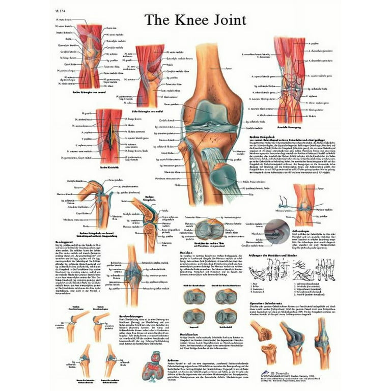 3B Anatomical Chart - hand & wrist 20 x 26'' 3B Anatomical Chart - hand & wrist 20 x 26''