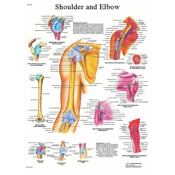 3B Anatomical Human Shoulder & Elbow Wall Chart Medical Education 20 x 25 in (1 Chart)