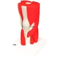 thumbnail image 1 of 3B Anatomical Model - 12-Part Knee Joint with Removable Muscles, 1 of 1