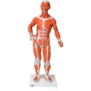 3B Anatomical Model - 2-Part 0.25 Life Size Muscle Figure