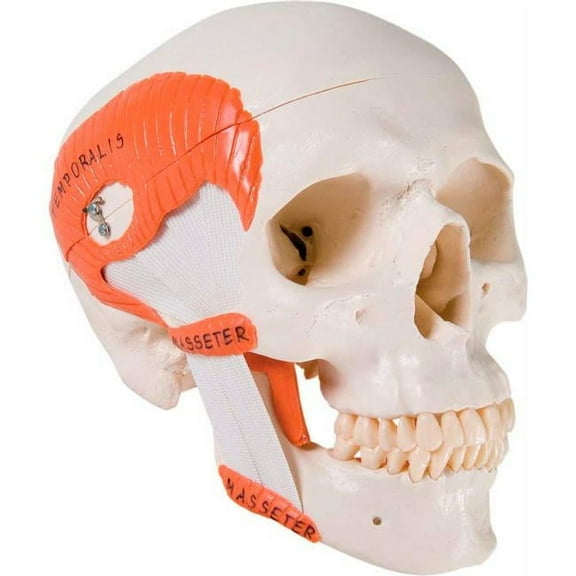 3B Anatomical Model - 2-Part Functional Skull with Masticator Muscles