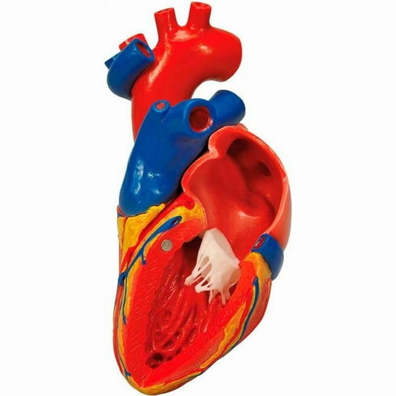 3B Anatomical Model - 2-Part Heart with Bypass
