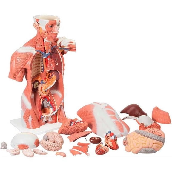 3B Anatomical Model - 27-Part Life Size Muscle Torso