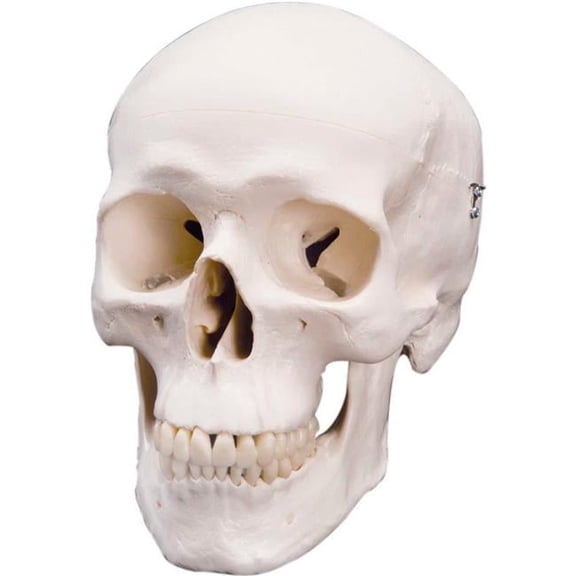 3B Anatomical Model - 3-Part Classic Skull