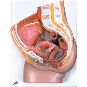 3B Anatomical Model - 3-Part Female Pelvis with Ligaments