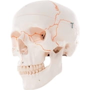 3B Anatomical Model - 3-Part Numbered Classic Skull