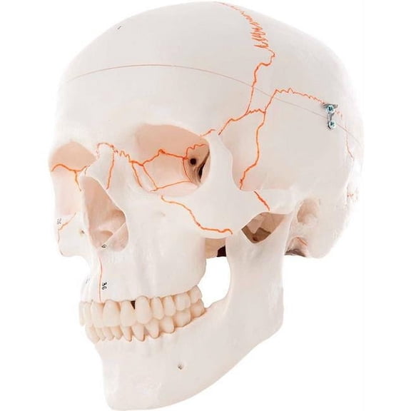 3B Anatomical Model - 3-Part Numbered Classic Skull