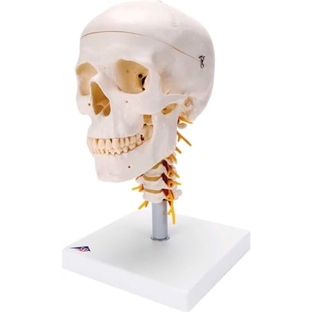 3B Anatomical Model - 4-Part Classic Skull on Cervical Spine
