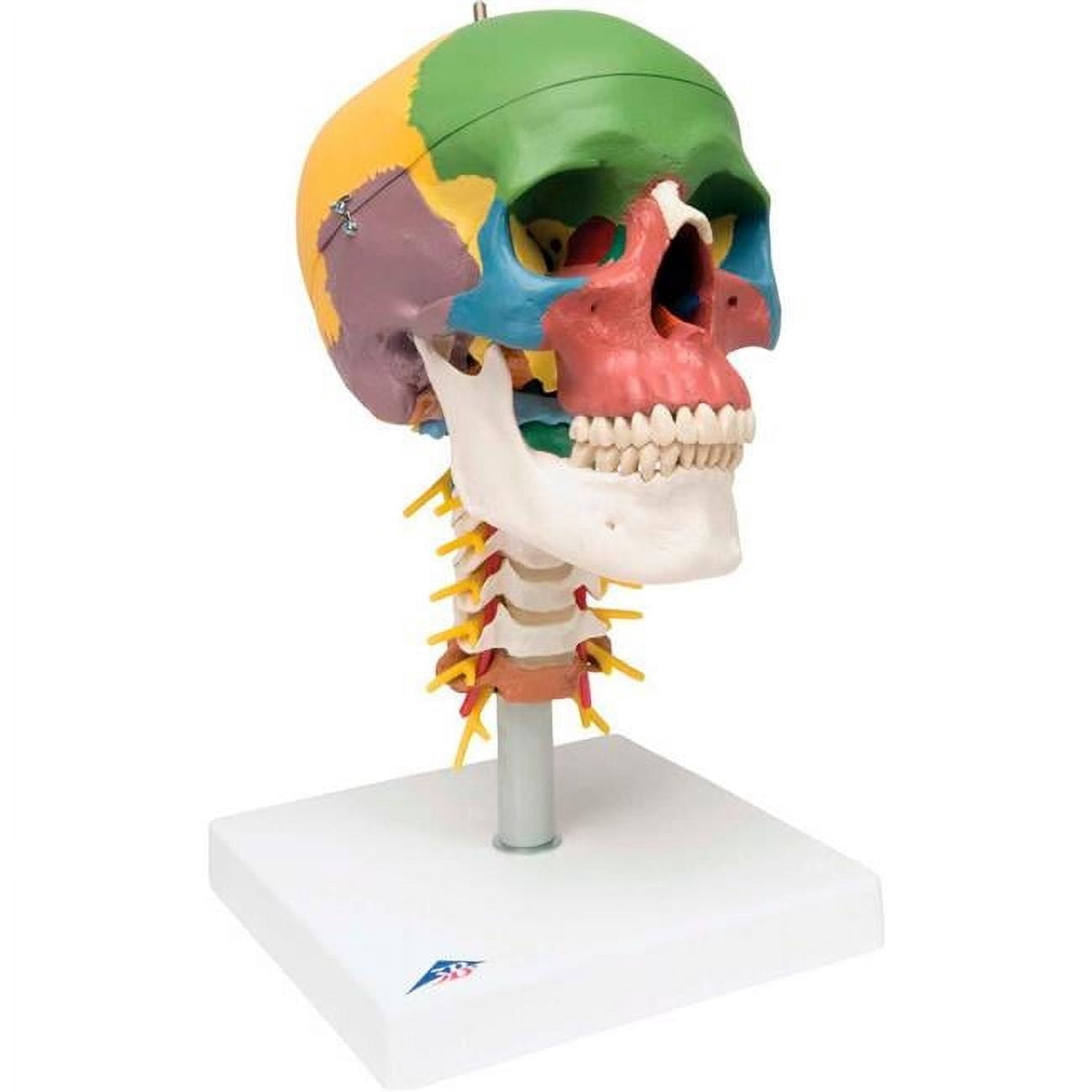 YOUYA DENTAL 3-Part Life-Size Human Skull Model - 14 Colored, 7"x6"x4.7", Anatomical Skull For Medical & Dental Teaching