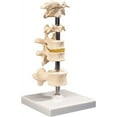 thumbnail image 1 of 3B Anatomical Model - 5 Mounted Vertebrae with Removable Stand, 1 of 1