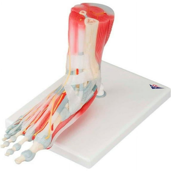3B Anatomical Model - 6-Part Foot Skeleton with Removable Ligaments & Muscles