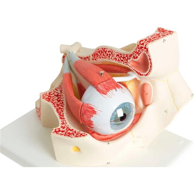 3B Anatomical Model - 7-Part Deluxe Eye, 3X Panama | Ubuy
