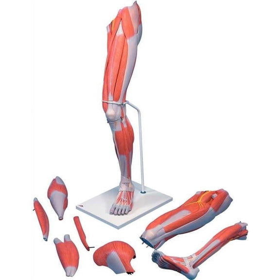 3B Anatomical Model - 7-Part Deluxe Muscular Leg