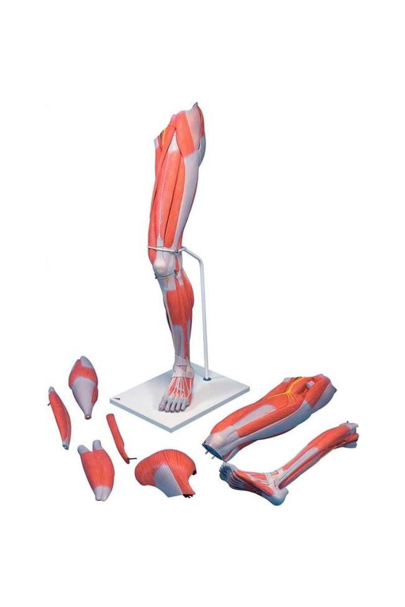 3B Anatomical Model - 7-Part Deluxe Muscular Leg