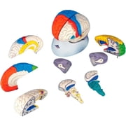3B Anatomical Model - 8-Part Deluxe Neuro-Anatomical Brain