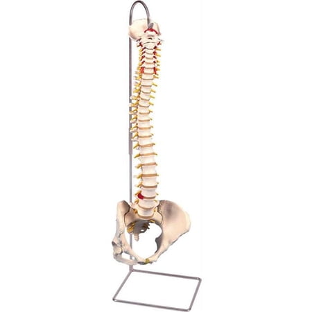 3B Anatomical Model - Classic, Female Pelvis Flexible Spine