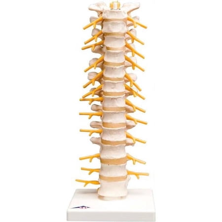 3B Anatomical Model - Column Thoracic Spinal