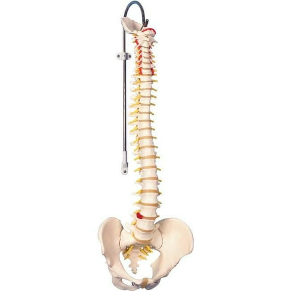 3B Anatomical Model - Classic, Male Flexible Spine