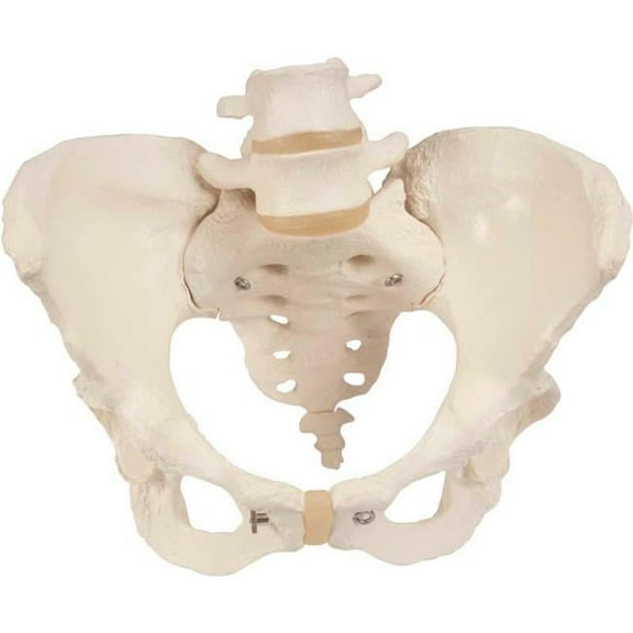 3B Anatomical Model - Female Pelvic Skeleton with Movable Femur Heads