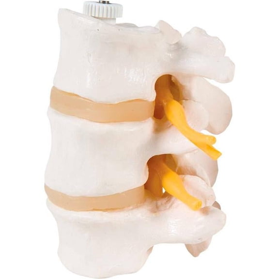 3B Anatomical Model - Flexibly Mounted 3 Lumbar Vertebrae