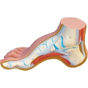 3B Anatomical Model - Hollow Foot