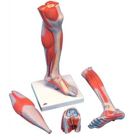 3B Anatomical Model - Life Size 3-Part Lower Muscle Leg with Detachable Knee