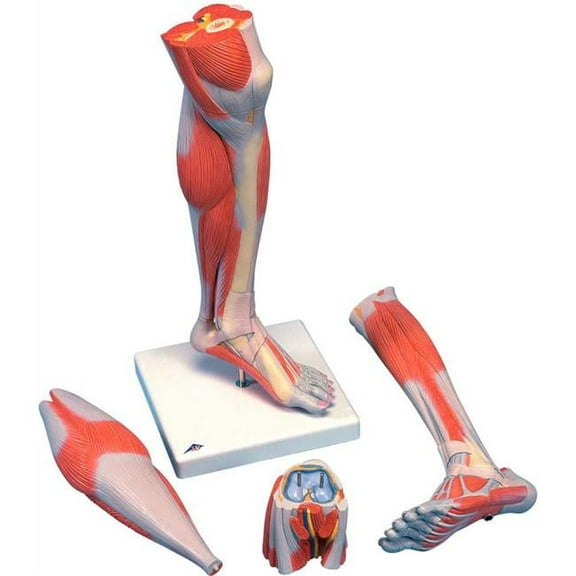 3B Anatomical Model - Life Size 3-Part Lower Muscle Leg with Detachable Knee