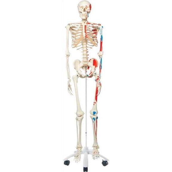 3B Anatomical Model - Max The Muscle Skeleton on Roller Stand